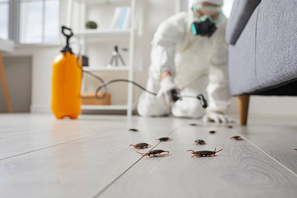 Post-Treatment Bed Bug Interceptor Monitoring in Stockton